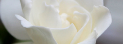 Самые прекрасные и стойкие ароматы с яркой нотой гардении