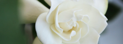 Самые прекрасные и стойкие ароматы с яркой нотой гардении