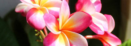 Comptoir SUD Pacifique Coeur D’Ylang - хотела иланг, а получила