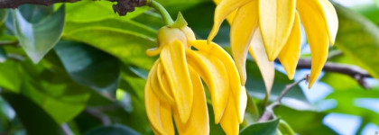 Мои жёлтые цветы в парфюмерии - нежные, пряные, колдовские