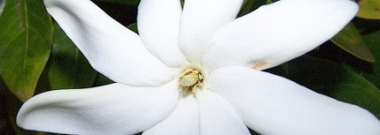 Vahine no te Tiare Edgardio Chilini - экзотика, книга, ежевика