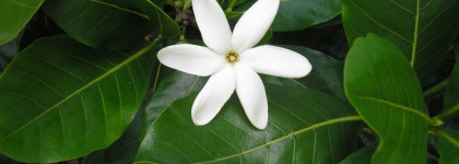 Vahine no te Tiare Edgardio Chilini - экзотика, книга, ежевика