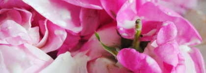 Rose Tea Jam Edgardio Chilini - роза особого настроения