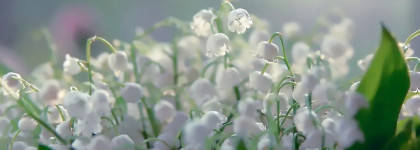 У всех осень, а у меня ландыш Theme Muguet Edgardio Chillini