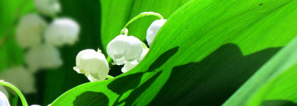 У всех осень, а у меня ландыш Theme Muguet Edgardio Chillini