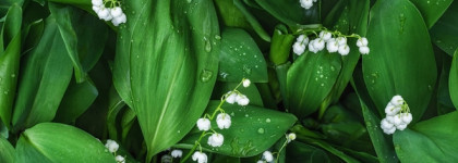 У всех осень, а у меня ландыш Theme Muguet Edgardio Chillini