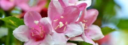 Pure Jasmine Trussardi - мой белый рай