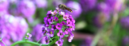 Theme Gardenia Edgardio Chilini - восточные цветы ноября