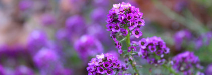 Theme Gardenia Edgardio Chilini - восточные цветы ноября