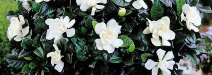 Theme Gardenia Edgardio Chilini - восточные цветы ноября