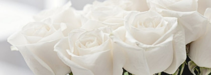 Theme Rose Edgardio Chilini - день белой розы с тархуном