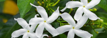 Edgardio Chilini No Faith In Love - якоря воспоминаний с 2016