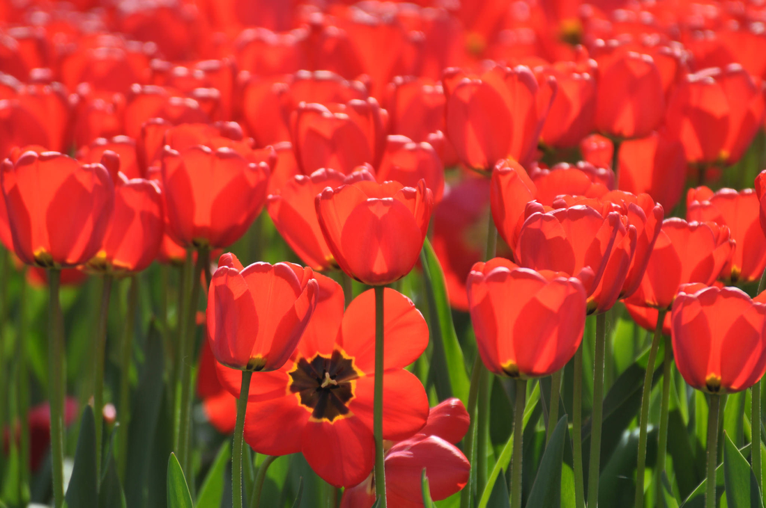 Красные тюльпаны, фото в свободном доступе