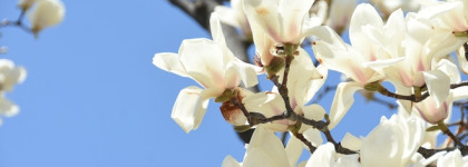 Kiss Beauty Solid Perfume Jungle Wonderland - антидепрессант удобном стике