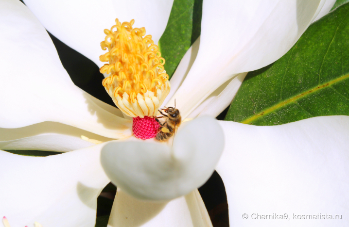 Магнолия на аллее Космонавтов (Сочи, парк Ривьера) 2023 год