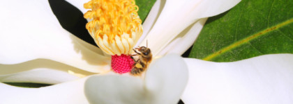 Edgardio Chilini Theme Magnolia или как попасть в летний Сочи за секунду даже зимой