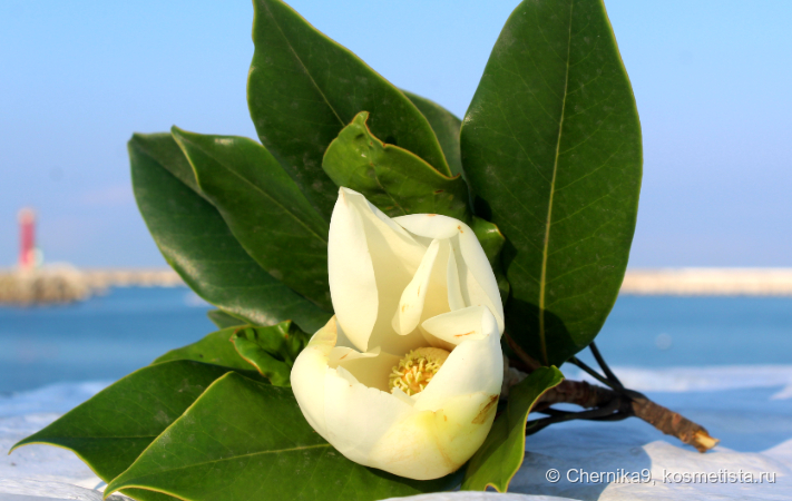 Героиня аромата: август Сочи 2023