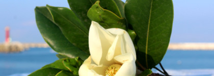 Edgardio Chilini Theme Magnolia или как попасть в летний Сочи за секунду даже зимой