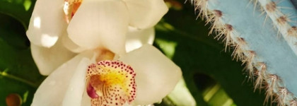 Весенние новинки Rhode, Sol de Janeiro, Rocas: в ярких красках