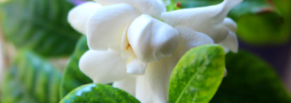 Гардения в крем-соде Van Cleef & Aprels Collection Extraordinaire Gardenia Petale №100 15AA