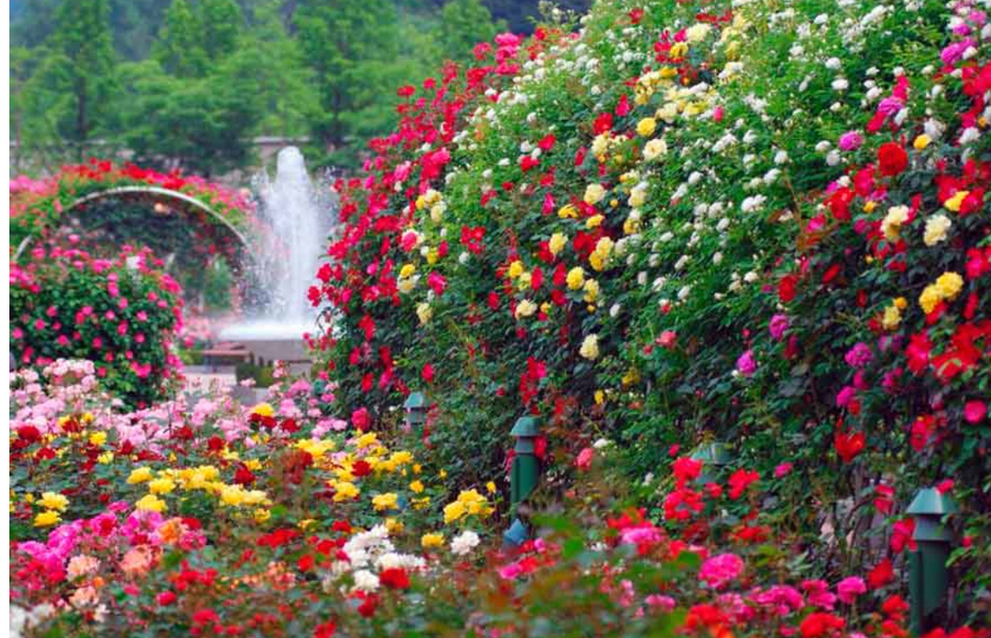 Вот так красочно выглядит мой цветущий сад (картинка взята из интернета).