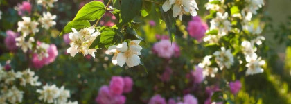 Прощай, моя любовь. Miss Dior eau de parfum