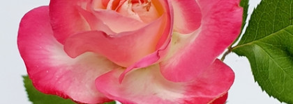 Miss Dior Rose'n'Roses EDT - "моноаромат" розовой розы