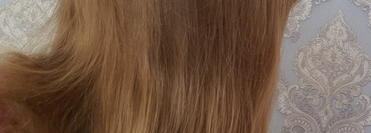 Lebel Proscenia Shampoo - отличный шампунь для окрашенных и частично окрашенных волос