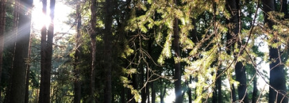 Нагретый солнцем лес 4711 Acqua colonia intense wakening woods of Scandinavia