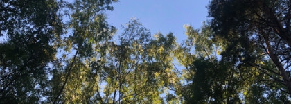 Нагретый солнцем лес 4711 Acqua colonia intense wakening woods of Scandinavia