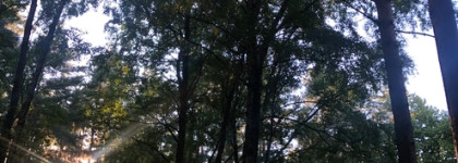 Нагретый солнцем лес 4711 Acqua colonia intense wakening woods of Scandinavia