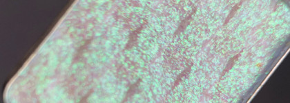 Oden's Eye Single Multichrome Eyeshadows: Lola, Ingrid, Maja, Angela, Isabella, Judy