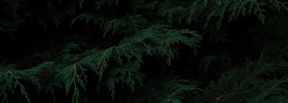 Zielinski & Rozen Rosemary & Lemon, Neroli