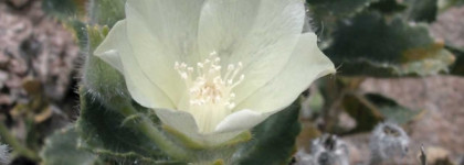 Byredo Mojave Ghost - пустынный цветок волшебной красоты, который расцветает весной