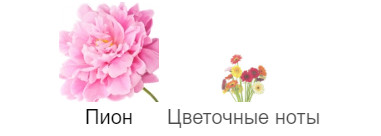 Pivoine Yves Rocher. Какие вы красивые. Жаль, когда опадают лепестки