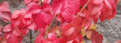 Дело в шляпе- Chanel Les 4 ombres #364 Candeur Et Seduction