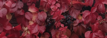 Дело в шляпе- Chanel Les 4 ombres #364 Candeur Et Seduction