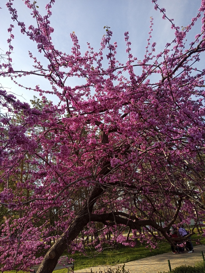 Весна. В парке цветет сакура, хочется скупать косметику и писать посты :)