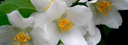 Nomade Chloé-великолепное современное прочтение шипров с белыми цветами и фруктами