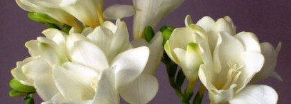 Nomade Chloé-великолепное современное прочтение шипров с белыми цветами и фруктами