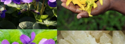 Чистота от Montale - White Musk