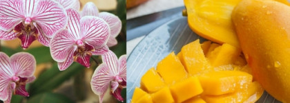 Сочный грушевый Gold Fresh Couture от Moschino