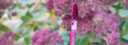 "THIM Beauty" Sheer Matte Liquid Lip, в ярком ягодном оттенке "Deep Berry"