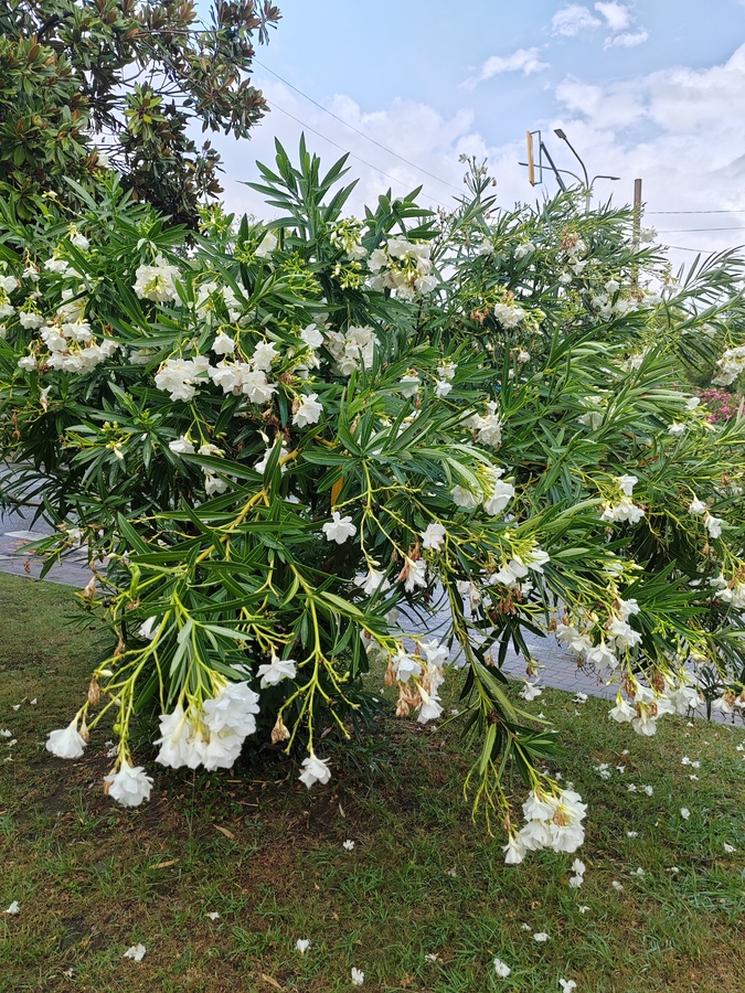 Белый олеандр