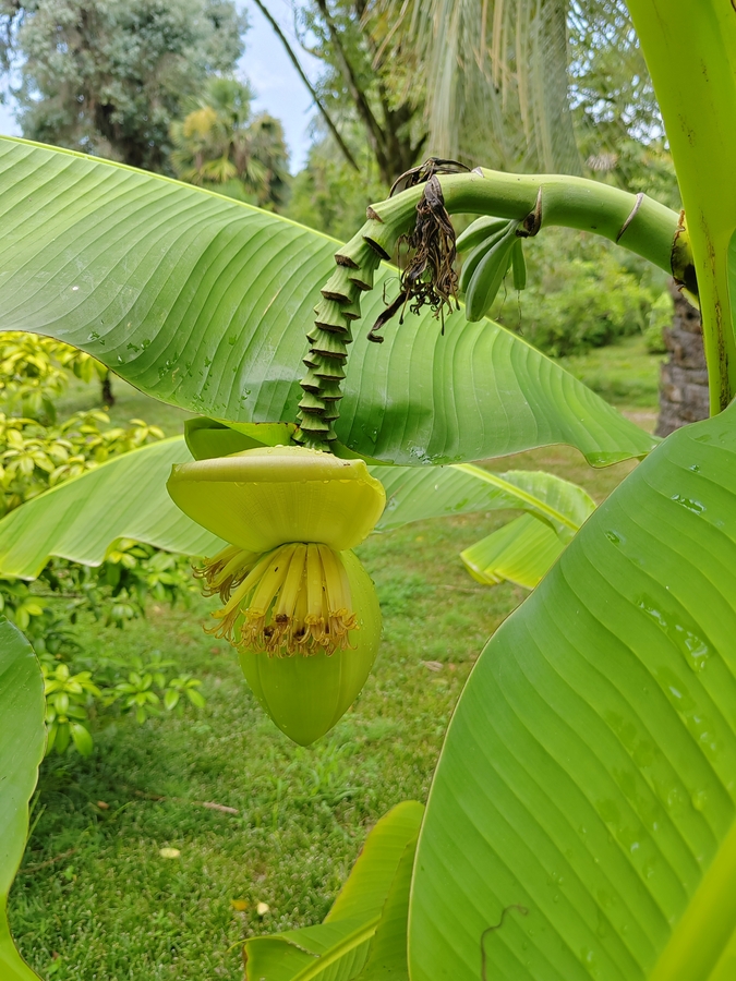Любите бананы? Вот так они выглядят в детстве!