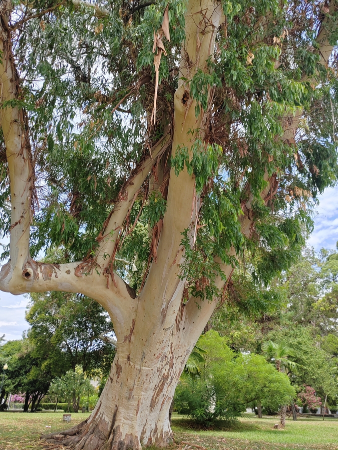 Эвкалипт. Огромный, величественный, наполняющий воздух густым ароматом