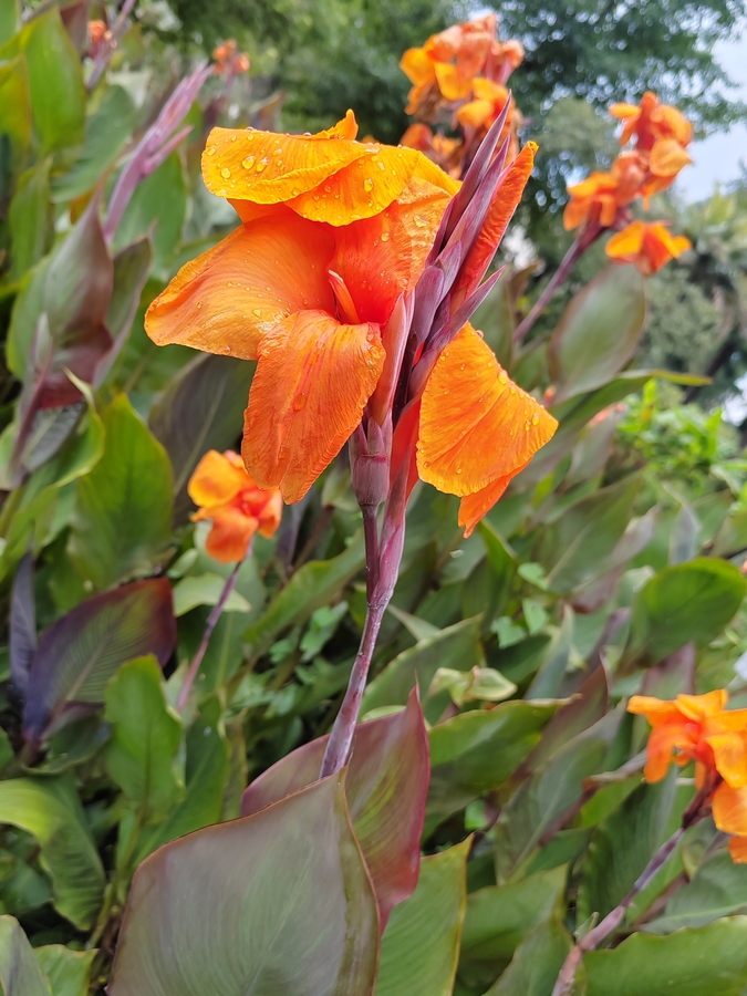 Невероятно красивая канна. Окраска нет слов!