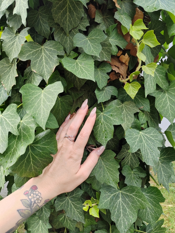 Это плющ, он покрывает здания, деревья. Не очень полезно, но очень красиво