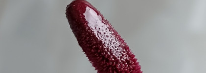 Прелестная снятость. Becca Glow Lip Gloss Dahlia