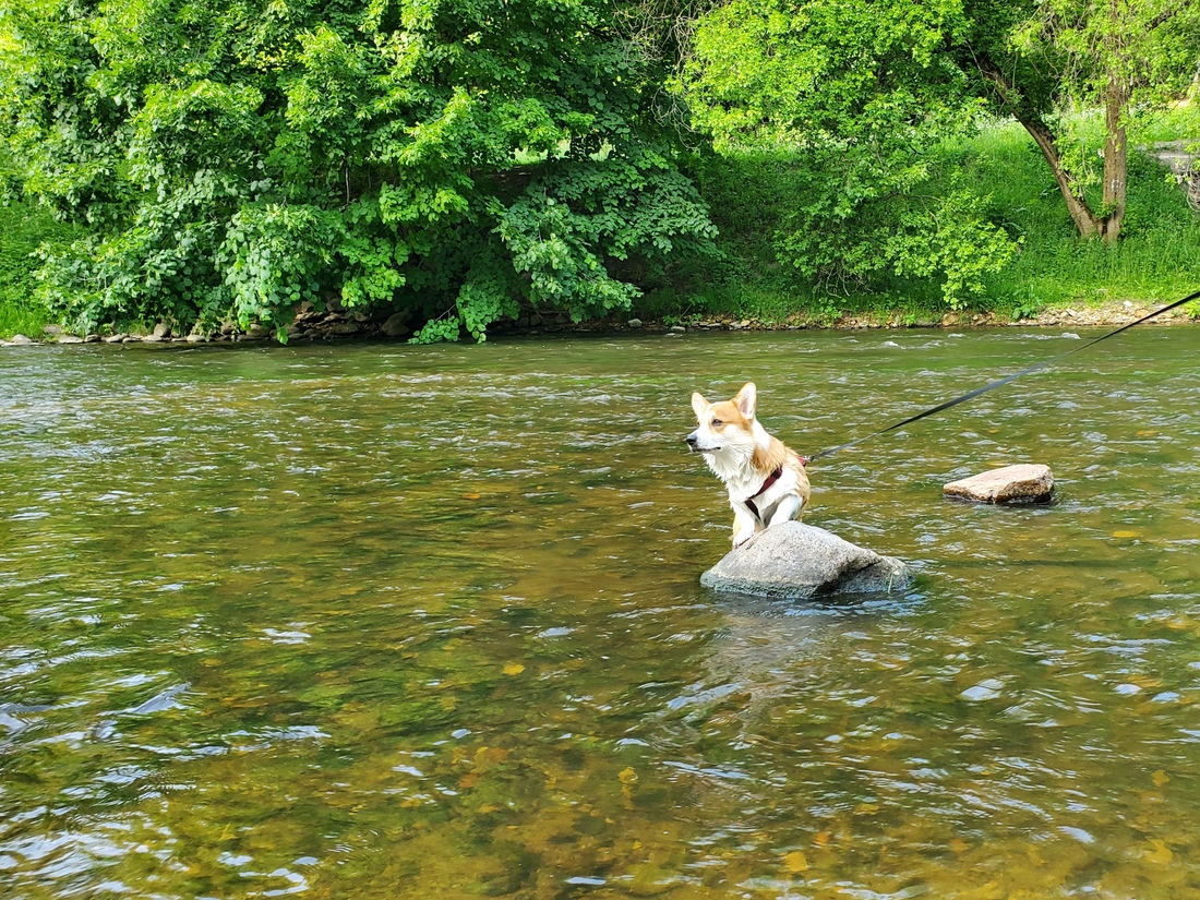 Пёс метров на пять залез в реку